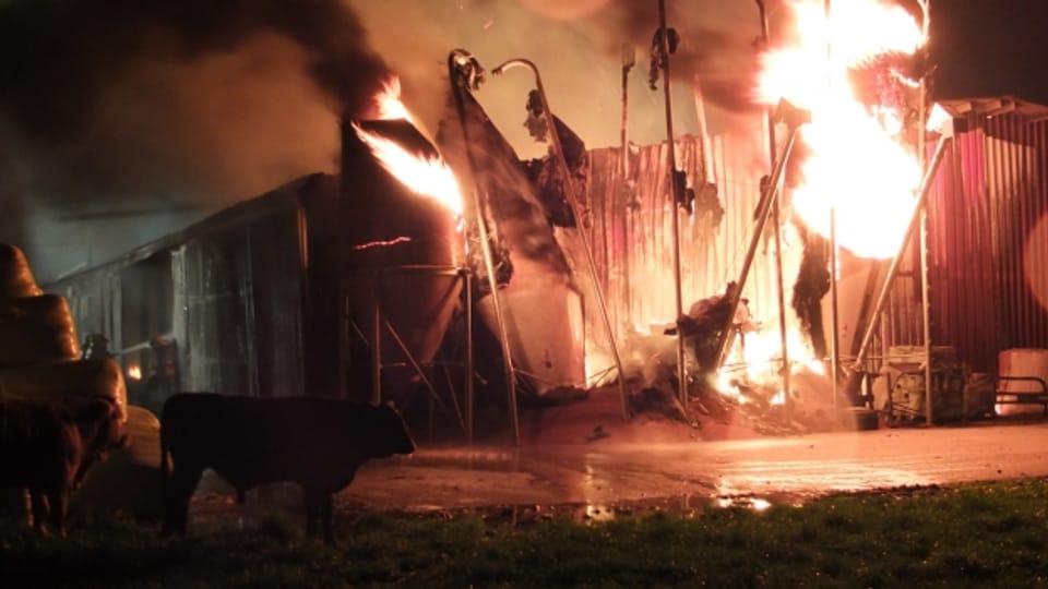 Ein Brand zerstört einen Mastbetrieb in Kriessern (SG).