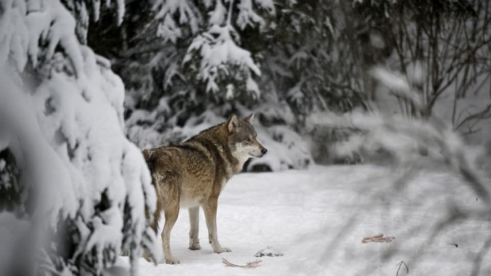 Graubünden und St. Gallen wollen zwei Wölfe abschiessen