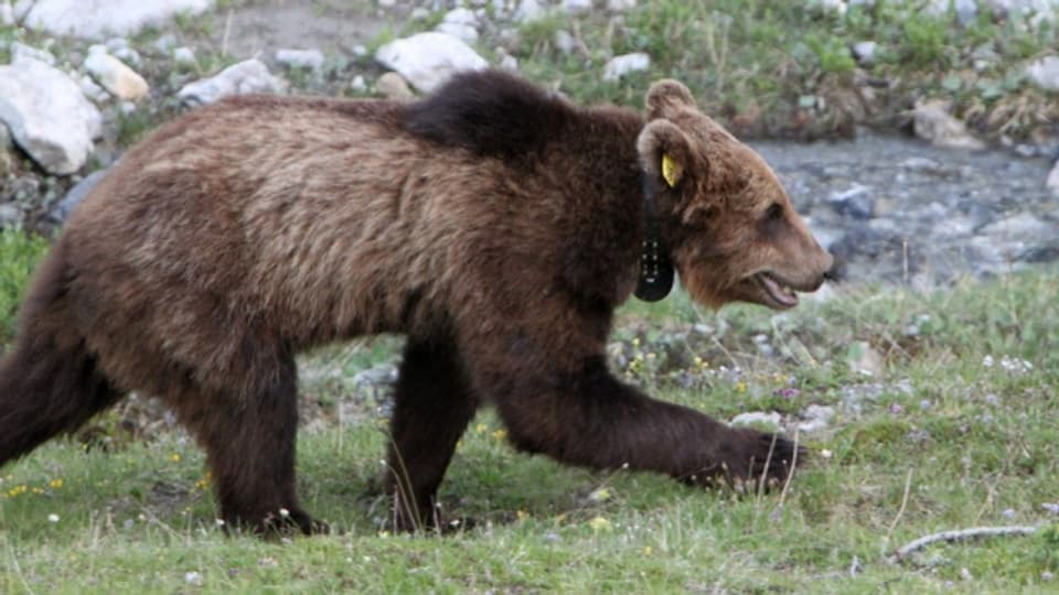 Ein Bär: Wie soll er vor Zügen geschützt werden?