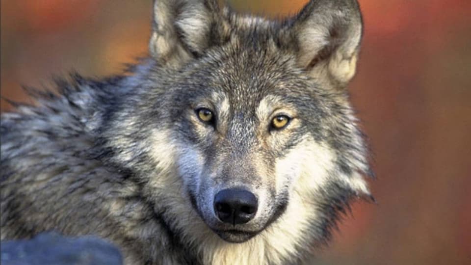 Der Wolf, eine Gefahr für die Alpsömmerung. Das Landwirtschaftliche Zentrum informiert per SMS über seinen Standort.