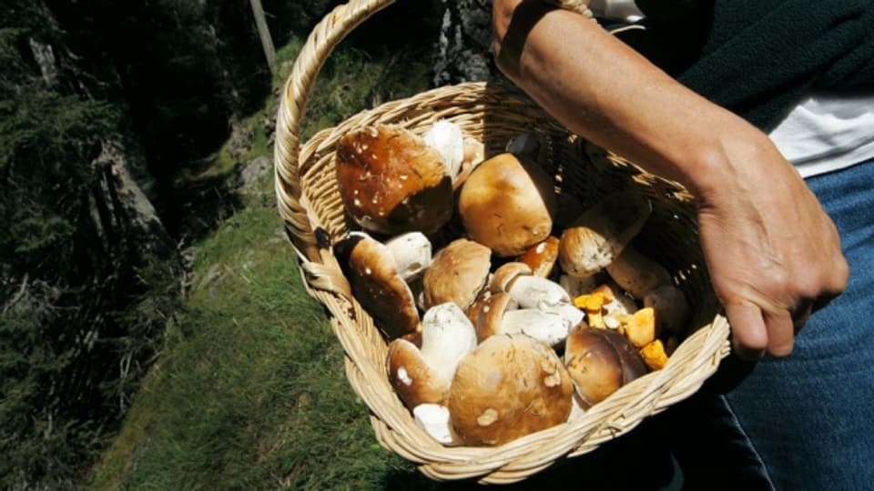 Der Steinpilz gehört nach wie vor zu den beliebtesten Pilzen zum Sammeln.