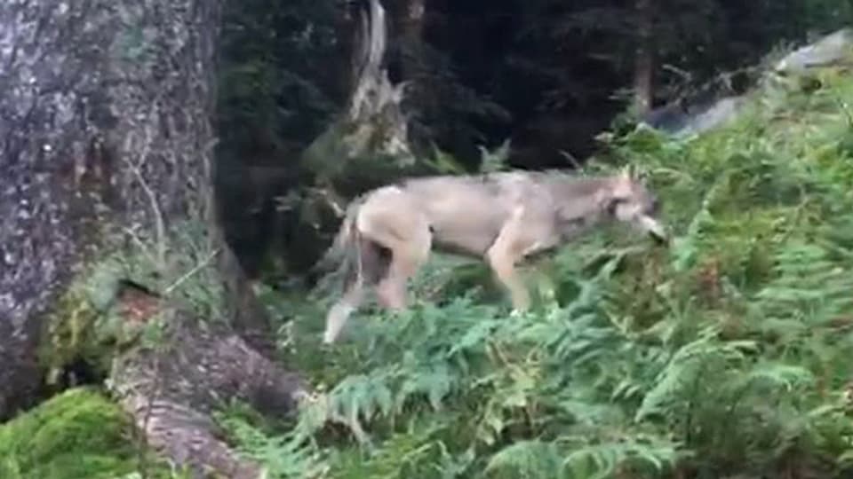 Mit seinem Smartphone konnte ein Jäger den Wolf filmen.