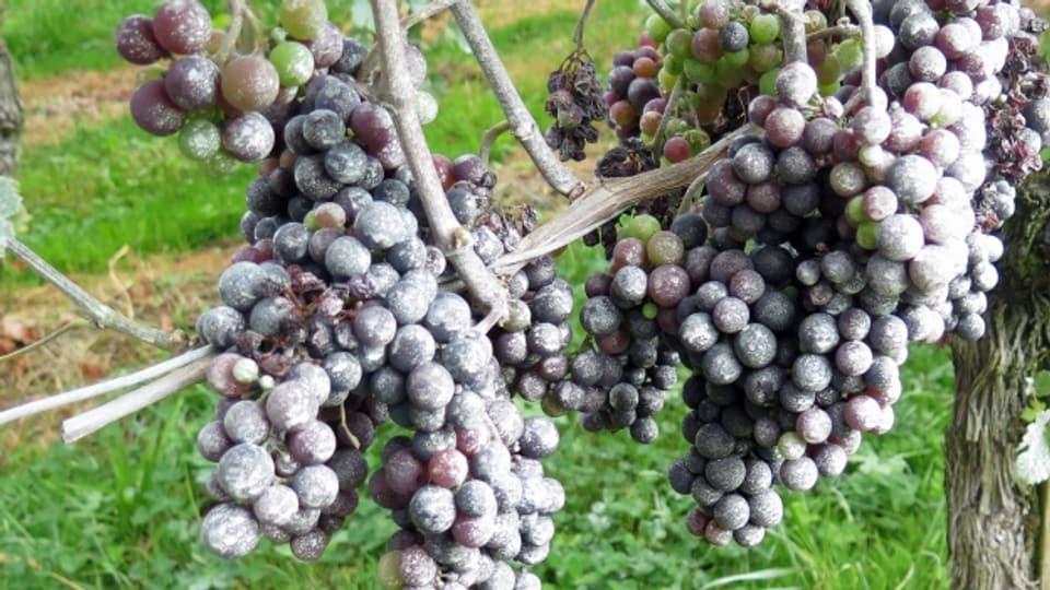 Mit weisser Tonerde bekämpfen die Weinbauern am Ottenberg die Kirschessigfliege.