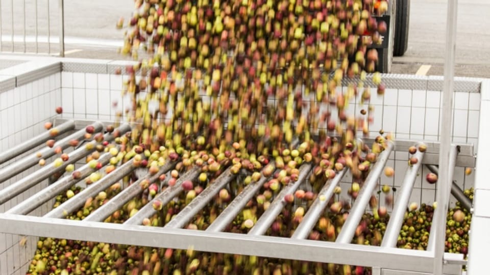 Eine Hürde für Obstbauern: Wer Bio-Mostobst produzieren will, muss den ganzen Betrieb auf Bio umstellen.