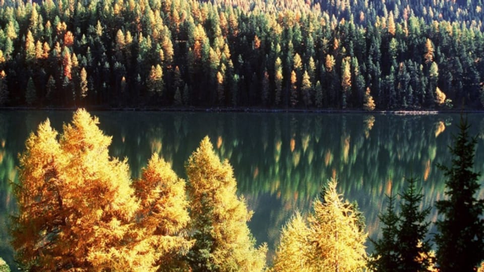 Herbstlich leuchtet der Lärchenwald am Silsersee im Engadin.