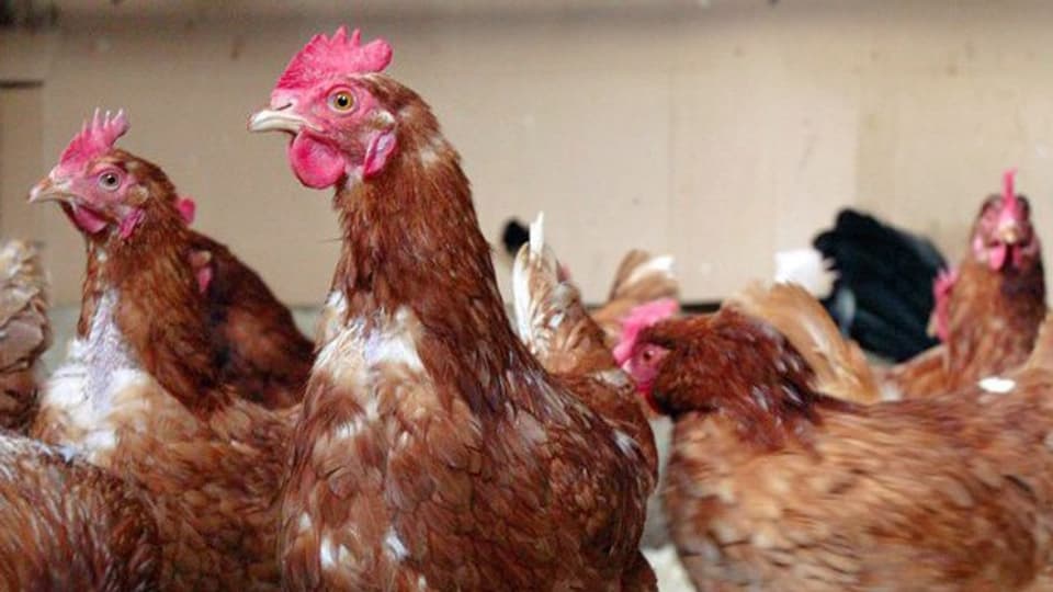Wegen der Vogelgrippe gelten für Geflügelhalter neue Vorschriften.