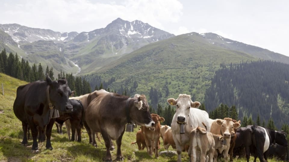  Bild in Lightbox öffnen.  Bildlegende: Mutterkühe weiden mit ihren Kälbern auf der Alp Zavragia in Obersaxen.