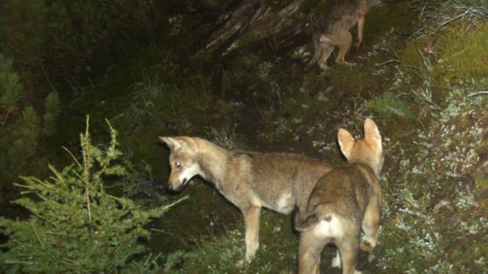 Drei Jungwölfe am Calanda tappen 2014 in eine Fotofalle. In absehbarer Zeit dürfte sich ein zweites Rudel bilden.
