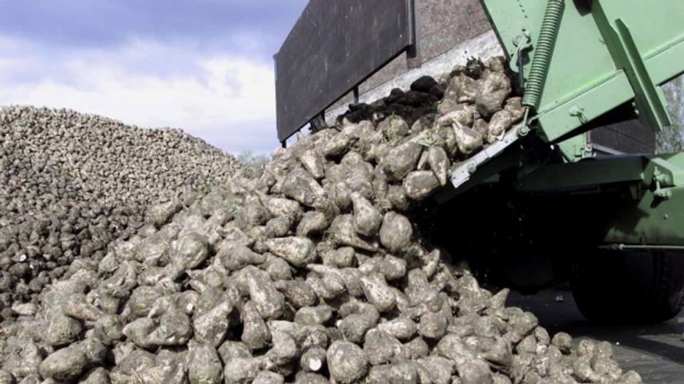 Zuckerrüben: Um Weinfelden produzieren 35 Bauern gegen die 6'000 Tonnen Zuckerrüben.