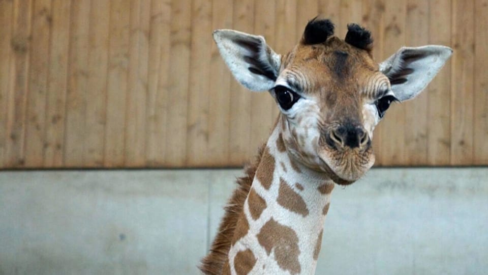 Das Giraffenbaby war bei der Geburt 80 kg schwer.