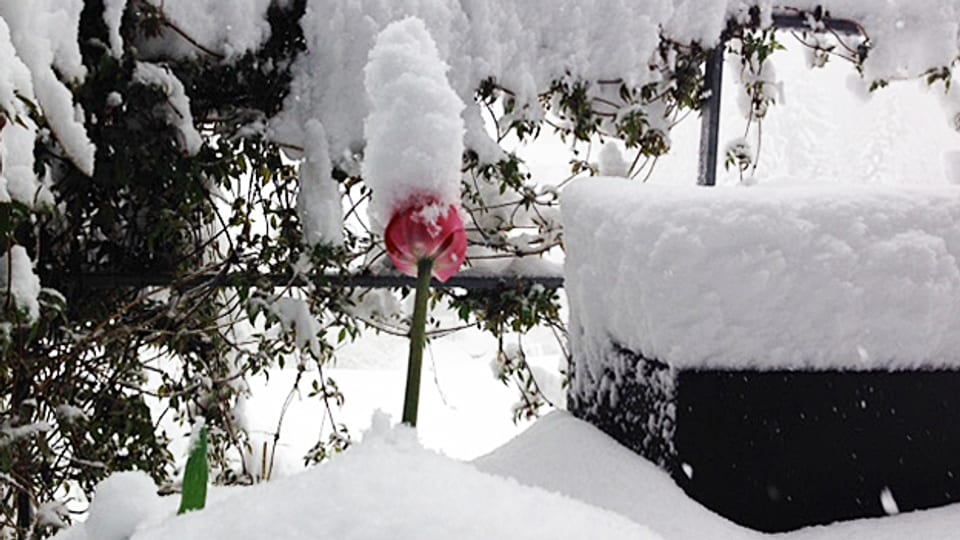 Der Winter ist zurück: Verschneite Tulpe in Oberegg AI