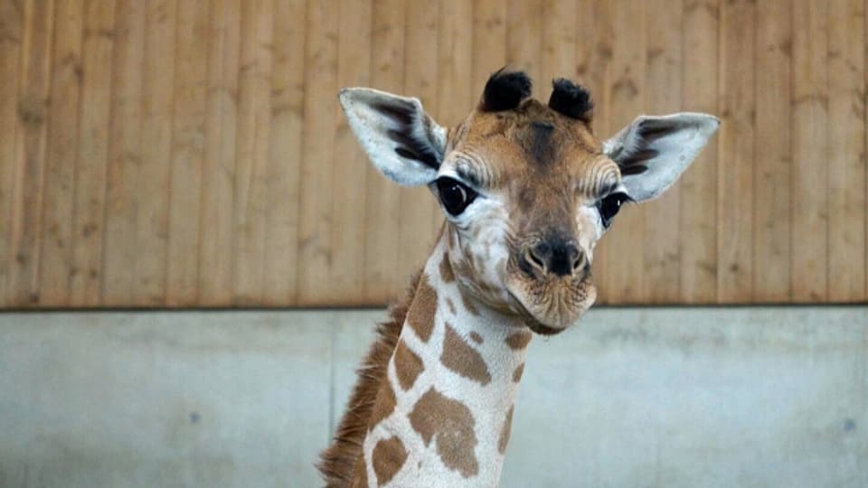 In der Mitte präsentiert sich der neue Babystar der Giraffenzucht im Knies Kinderzoo.
