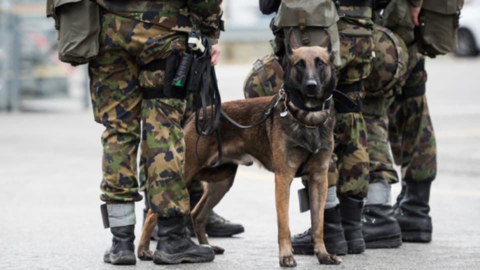 Am Donnerstag fand am CSIO eine Militärhundevorführung statt.