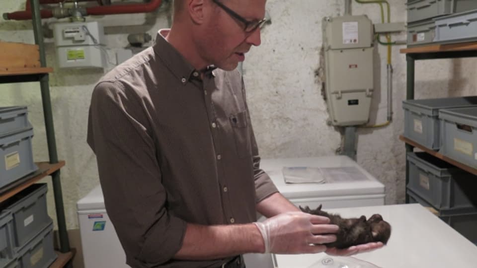Der Direktor des Naturmuseums Thurgau, Hannes Geisser, betrachtet Fundspuren von Säugetieren.