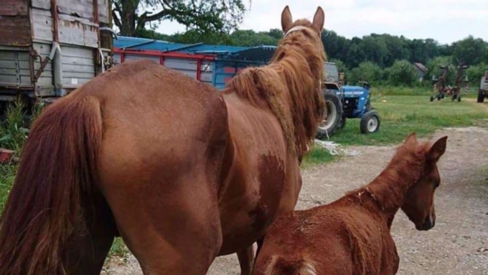 Tierquälerei: Wieder verhungerte Pferde in Hefenhofen.