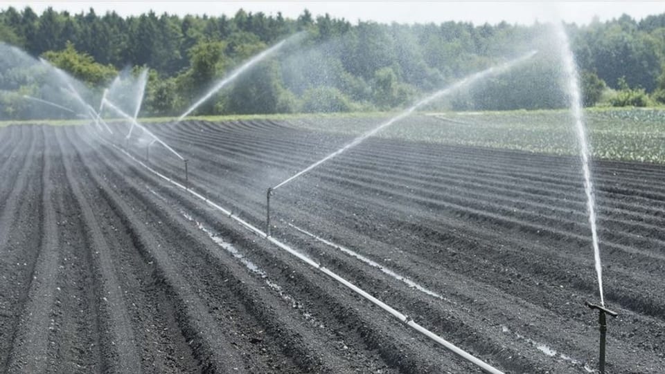 Vor allem Gemüsekulturen brauchen viel Wasser. In heissen Sommertagen braucht es deshalb Bewässerung.