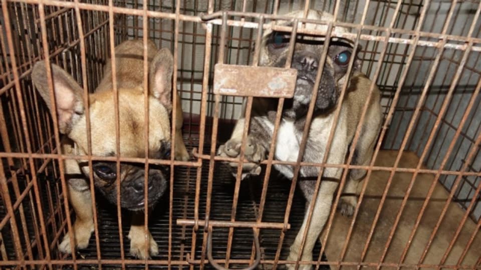 Auf einem Markt in Ungarn werden zwei Hundewelpen illegal angeboten.