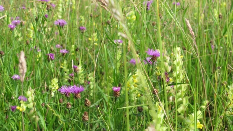 Natürliche Blumenwiese im Alpstein bietet Lebensraum für Insekten und Reptilien.