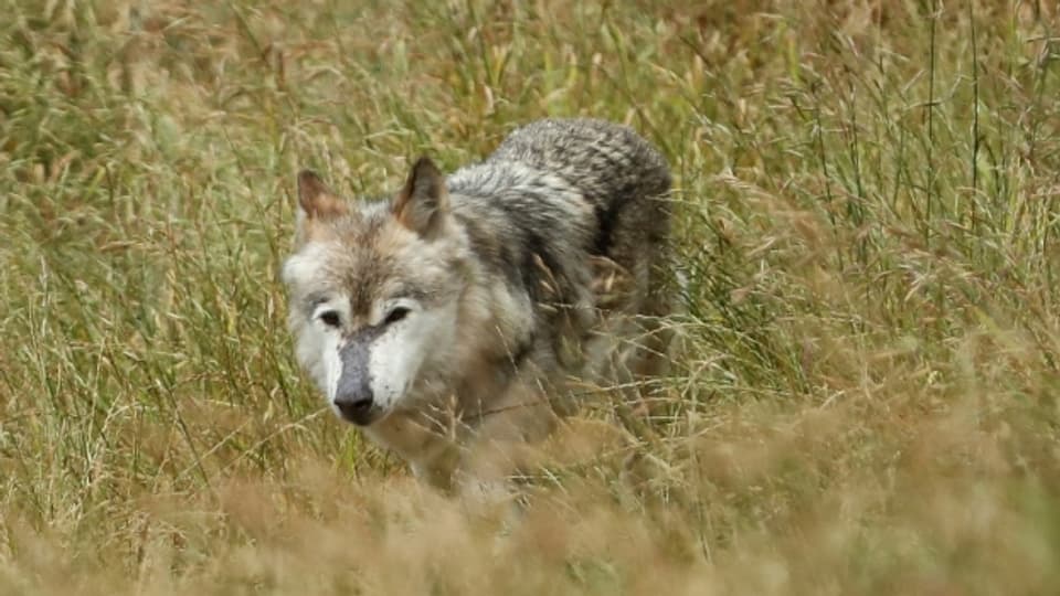 In Graubünden musste ein kranker Jungwolf erlegt werden