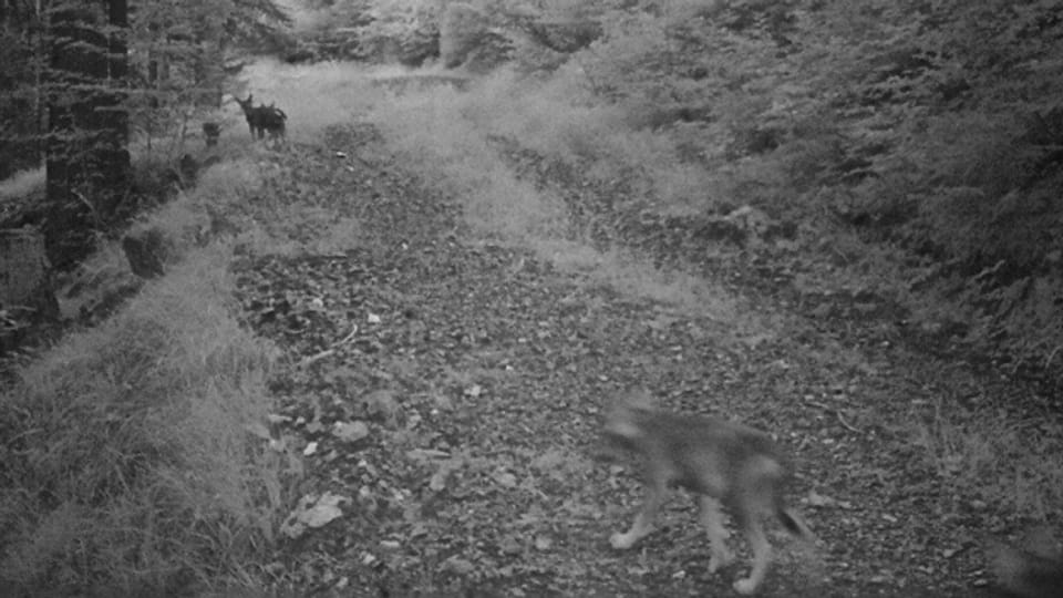 In die Fotofalle getappt: Das Wolfsrudel im Calanda-Massiv hat sich zum siebten Mal in Folge fortgepflanzt.