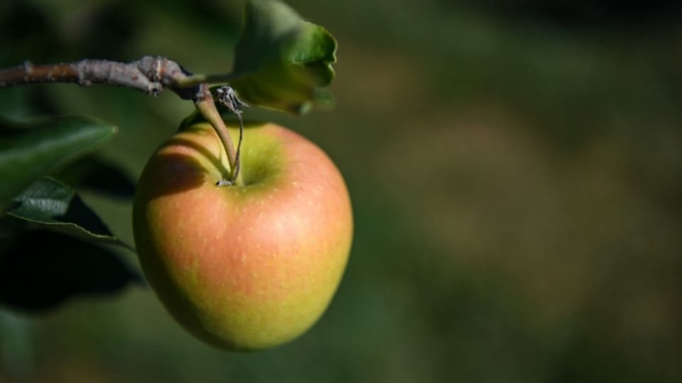 Thurgauer Äpfel werden früh geerntet.