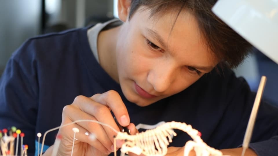 Neun Schüler skelettieren während einer Ferienwoche ein Wirbeltier im Biologiezimmer der Kantonsschule Frauenfeld.