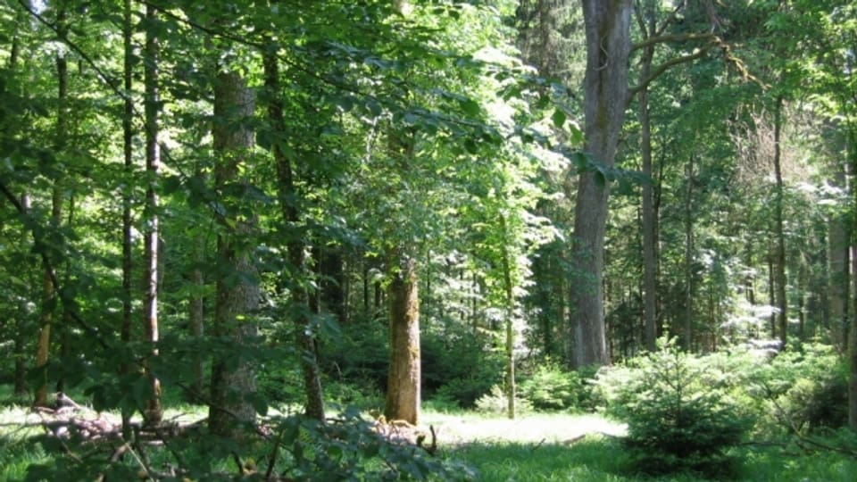 Der St.Galler Wald