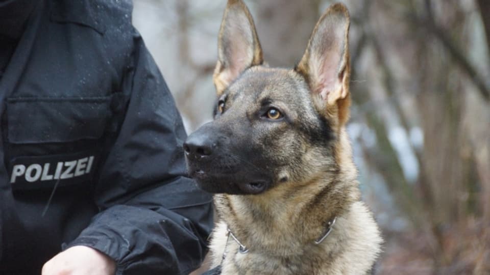 Polizeihundeführer haben im Kanton St. Gallen im 2018 über 500 Einsätze geleistet.