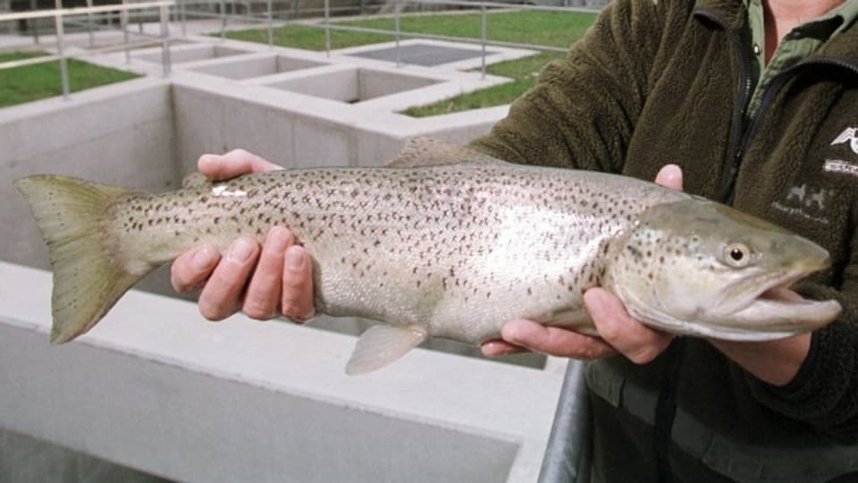 Bei der Fischtreppe bei Reichenau wurden im 2018 weniger Fische gezählt.