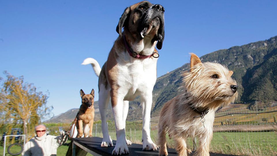 Wie regelt der Kanton St. Gallen in Zukunft das Halten von Hunden?