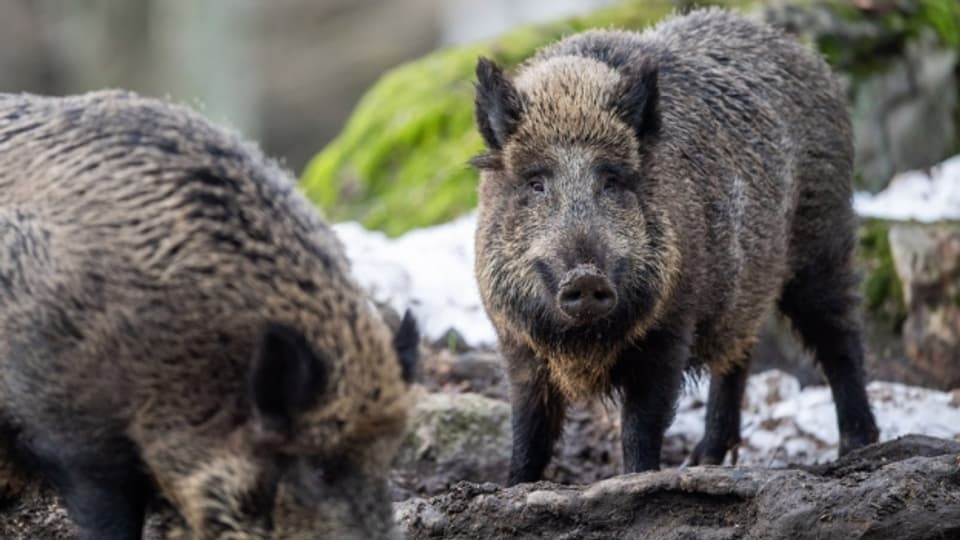 Wildschweine zerstören Äcker und Wälder.