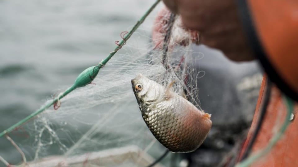 Bodenseefischer kämpfen mit tiefen Fangzahlen.