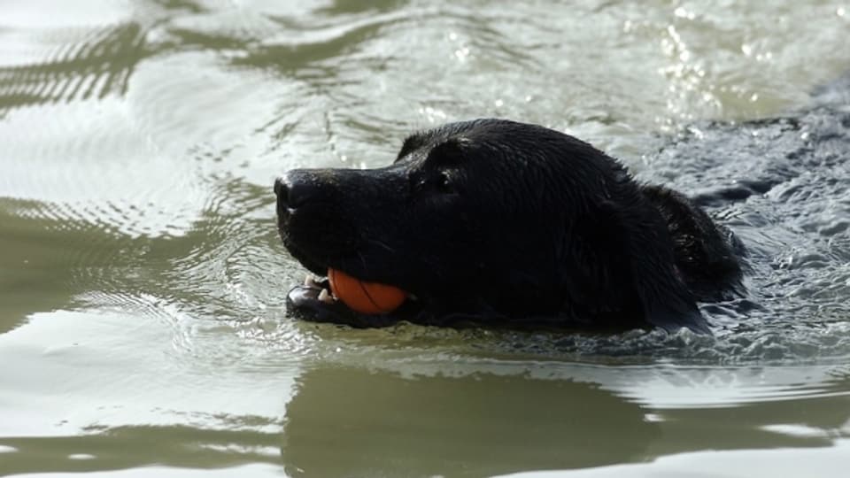 Romanshorn testet eine Badi für Hunde.