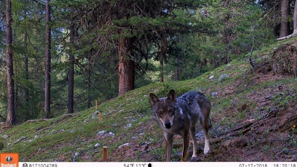 Seit bald drei Jahren lebt der Wolf im Nationalpark.