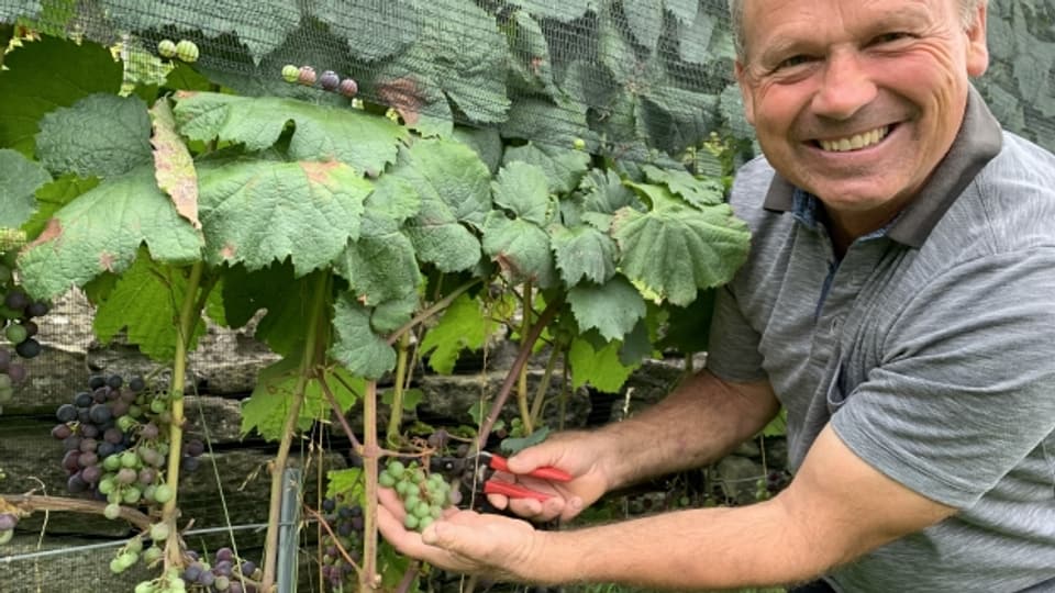 Christian Herzog schneidet die grünen Traubenbeeren in seinem Malbec-Weinberg ab.