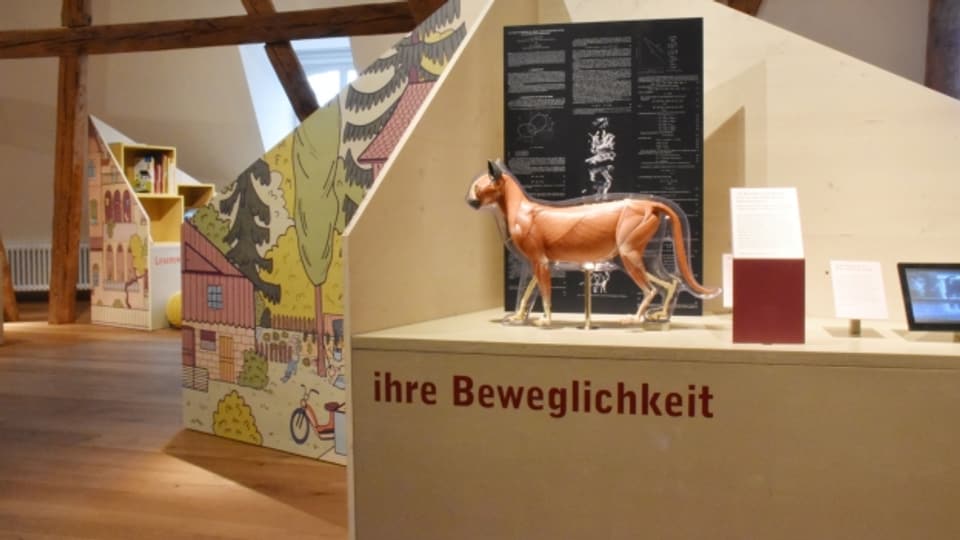 Die Ausstellung «Die Katze. Unser wildes Haustier» hat viele Besucherinnen und Besucher ins Thurgauer Naturmuseum gebracht.