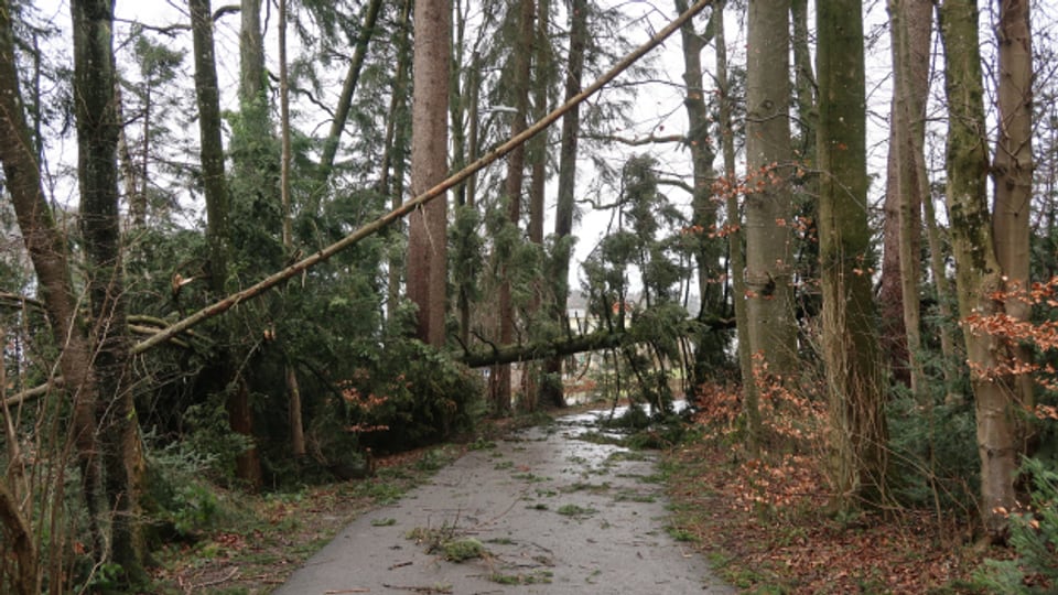 Alleine in der Ortsbürgergemeinde St. Gallen fielen dem Sturm rund 500 Bäume zum Opfer.