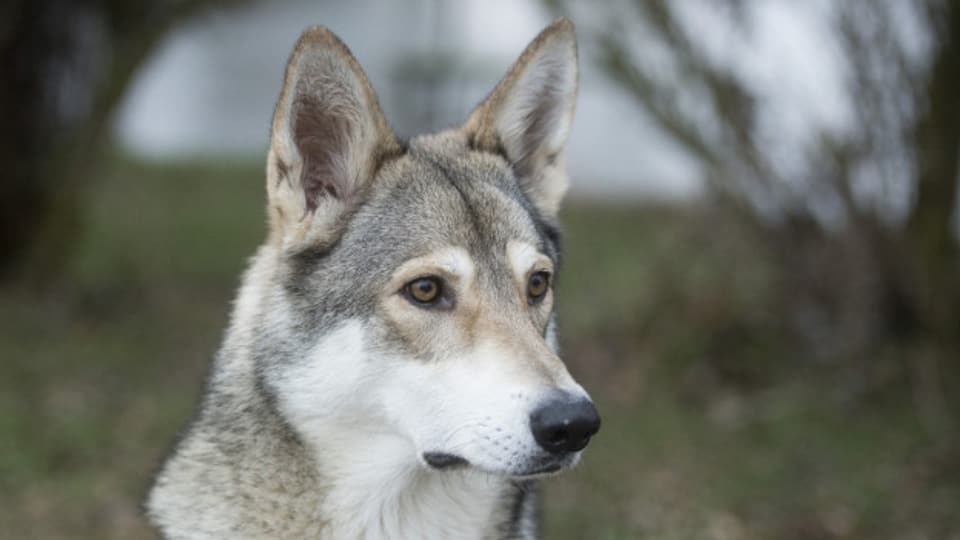 Die detaillierten Daten von Wolfs-Proben sollen offengelegt werden. Denn wilde Wolfshunde sind nicht geschützt.