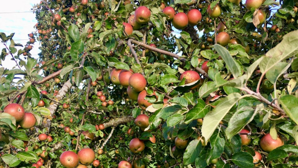 Bis drei Prozent der europäische Äpfel kommen aus Vinschgau