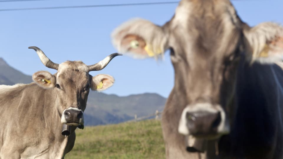 Dank guter Information kaum Zwischenfälle zwischen Wanderern und Kühen im Kanton Glarus