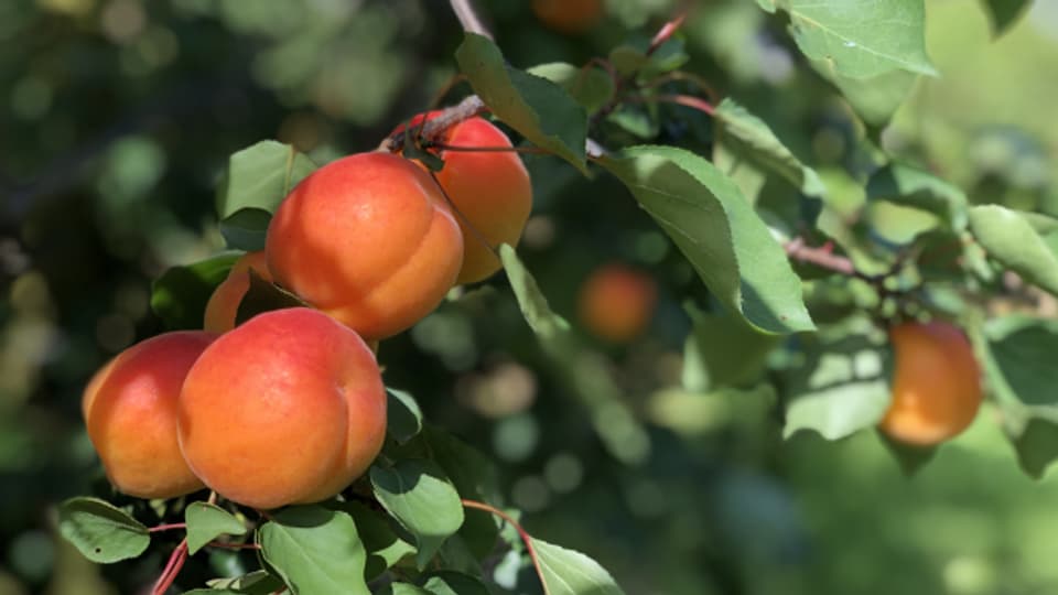 Im Kanton Thurgau könnten künftig noch mehr Aprikosen produziert werden.