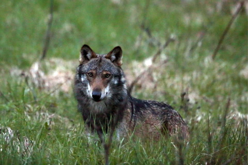 Im Bündner Oberland werden immer wieder Wölfe gesichtet