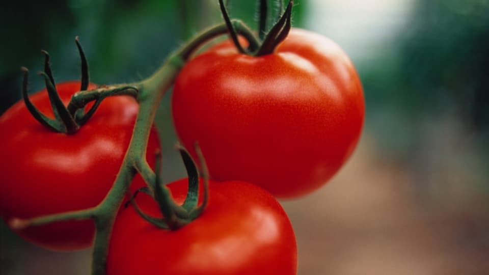 Das «Tomatenvirus» ist eine reine Pflanzenkrankheit und für Menschen ungefährlich.