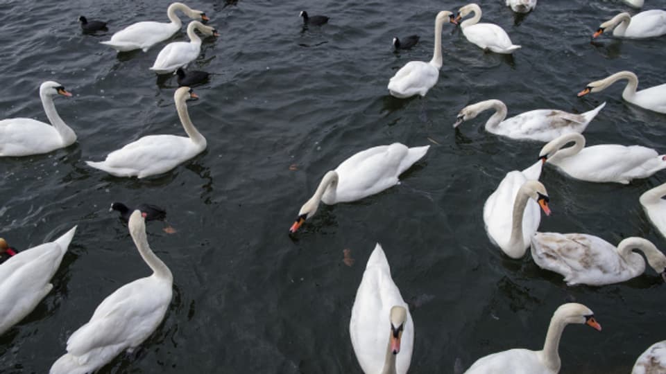 Höckerschwan / Symbolbild