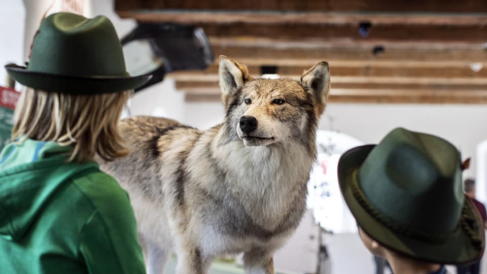 Der Kanton Graubünden zeigt sich besorgt über die aktuelle Entwicklung des Verhalten des Wolfes.