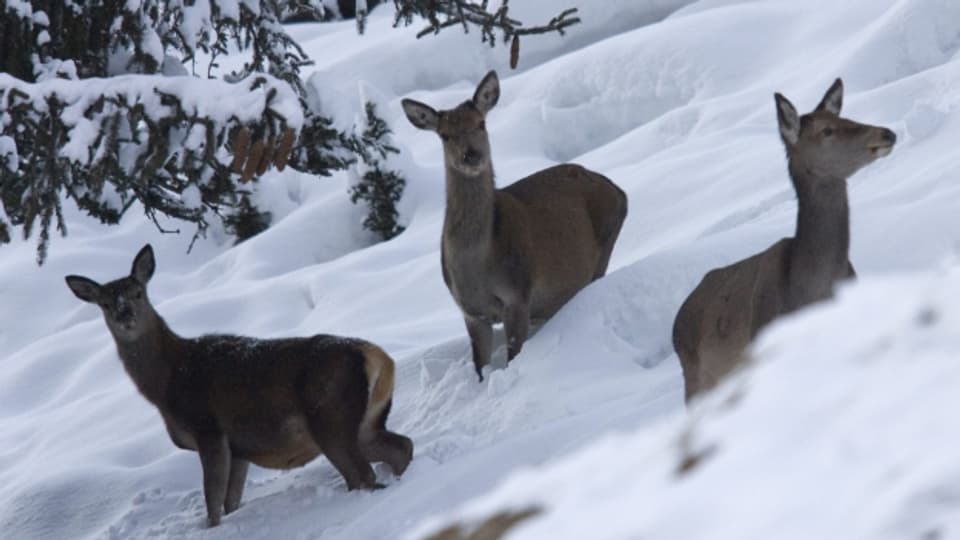 Schneeschuhwandern und Tourenskifahren bedrängt das Wild