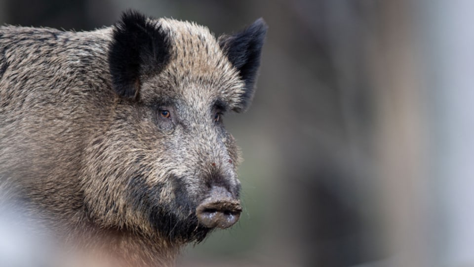 Im Jagdkanton Graubünden gibt es viele Wildschweine im Misox