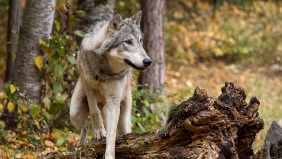 In der Nacht auf Donnerstag tötete die Wildhut den Problemwolf in unmittelbarer Siedlungsnähe