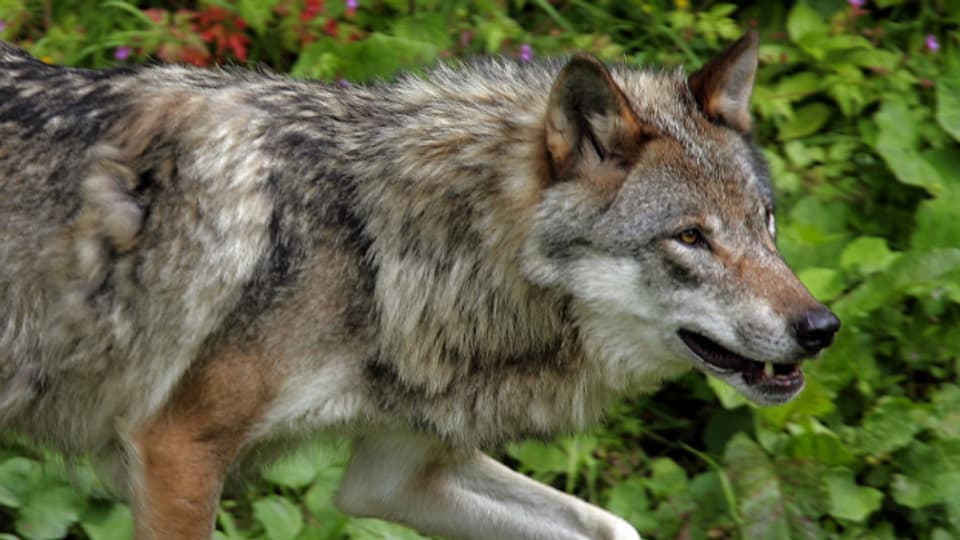 St. Galler Kantonsräte fordern mehr Transparenz, wenn ein Wolf Nutztiere reisst.