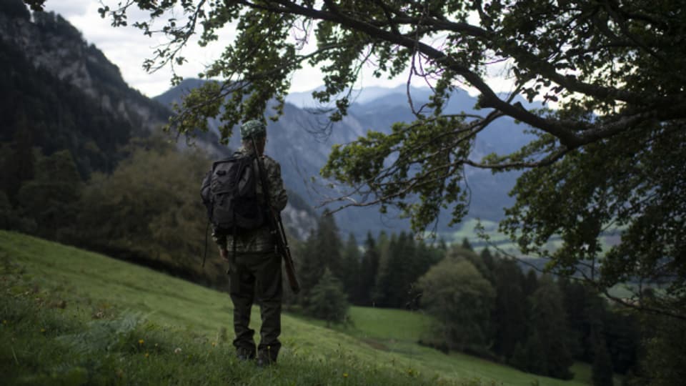 Massive Vorwürfe gegen den Innerrhoder Jagdverwalter schlugen hohe Wellen.